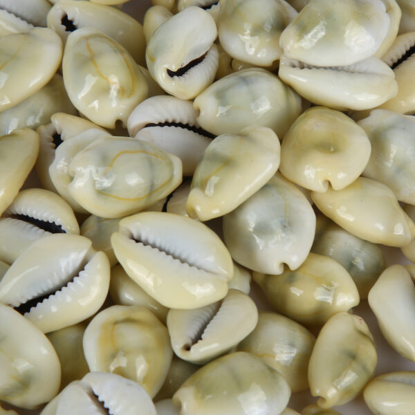 Yellow Cowrie Natural Shells for Laxmi Puja and Diwali  (22 Pieces) - Image 2