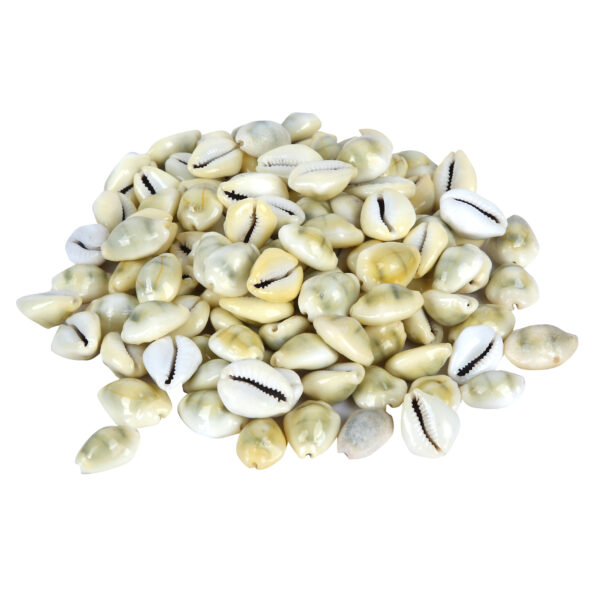 Yellow Cowrie Natural Shells for Laxmi Puja and Diwali  (22 Pieces)