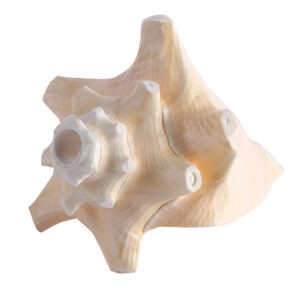 Blowing Shankh Star Conch 14cm long Medium Size